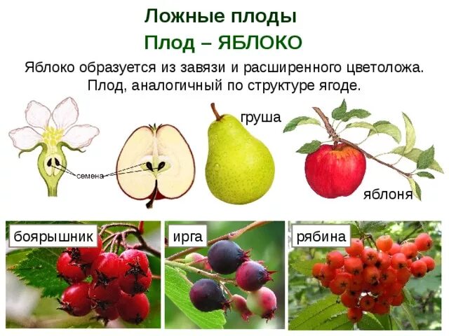 Почему плоды образуются. Плод яблоко. Яблоко ложный плод. Растения с плодом яблоко. Яблоко плод яблони.