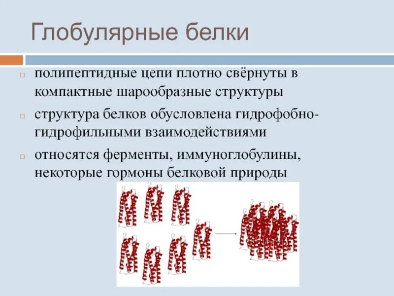 Форма глобулы белка. Строение глобулярных белков. Структура глобулярных белков. Глобулярные белки структура. Глобула это структура белка.