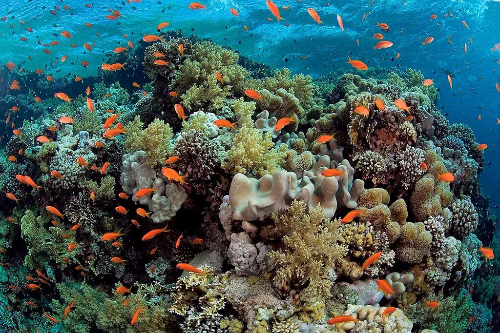 Coral reef s. Красное море риф Шарм Эль Шейх. Море в Египте Шарм-Эль-Шейх рифы. Коралловый риф Египет шармаль Шейх. Коралловый риф в Шарм Эль Шейхе.