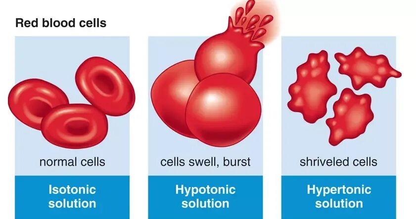 Cell solutions. Isotonic solution. isotonic solution def. blood plasma. innate lymphoid cells.
