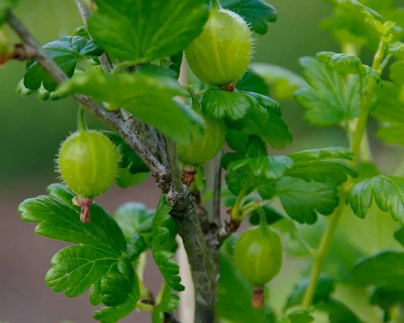 Женщина крыжовник. Крыжовник сорт Мэй Дюк. Семена крыжовника. Крыжовник обыкновенный. Крыжовник Фридония.