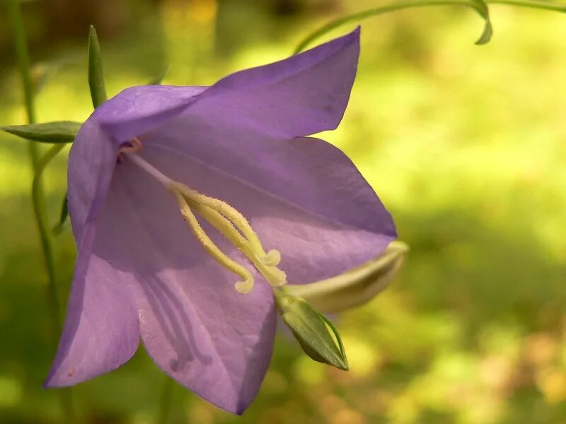 Колокольчик персиколистный (campanula persicifolia). Колокольчик персиколистный белый. Колокольчик узколистный. Колокольчик широколистный. Цветы семейства колокольчик.