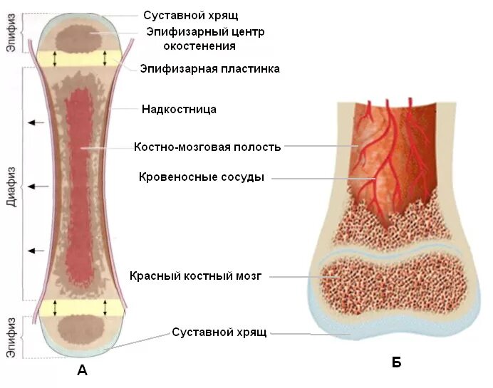 За счет чего растет кость. Эпифизарный хрящ в трубчатой кости. Метаэпифизарная пластинка роста трубчатой кости,. Строение трубчатой кости гистология. Строение трубчатой кости хрящ.