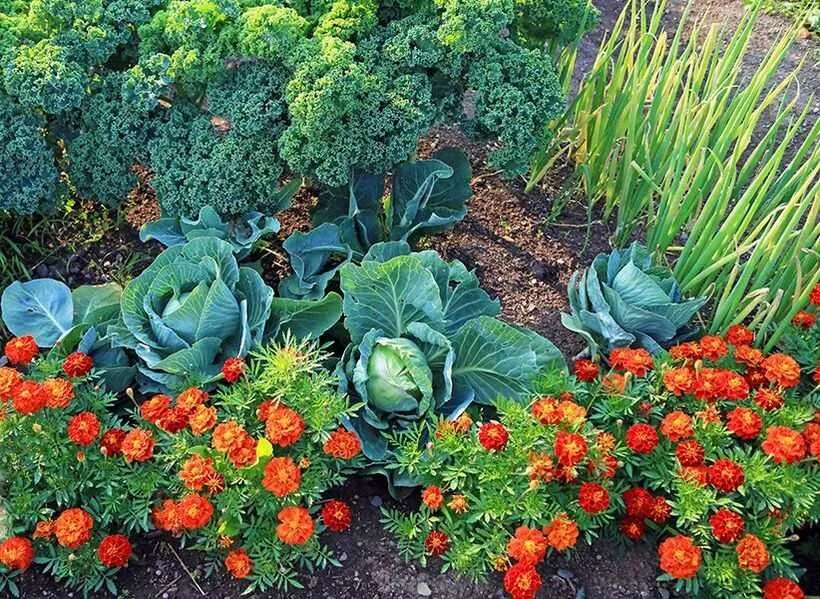 Зелень в огороде. Схема посадок овощей на грядках. Капуста и бархатцы соседство. Овощи на грядке. Какие овощи можно сажать.