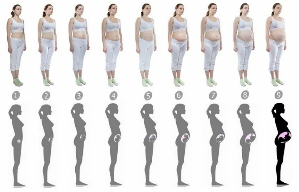 На какой неделе беременности растет живот. Размер живота на 2 месяце беременности. Живот по неделям беременности. Живот на 4-5 месяце беременности. Живот в 2.5 месяца беременности.