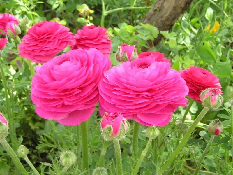 лютик азиатский. ранункулюс лютик оранжевый. ранункулюс пикоти оранжевый. ранункулюс лютик оранжевый. лютик ранункулюс.