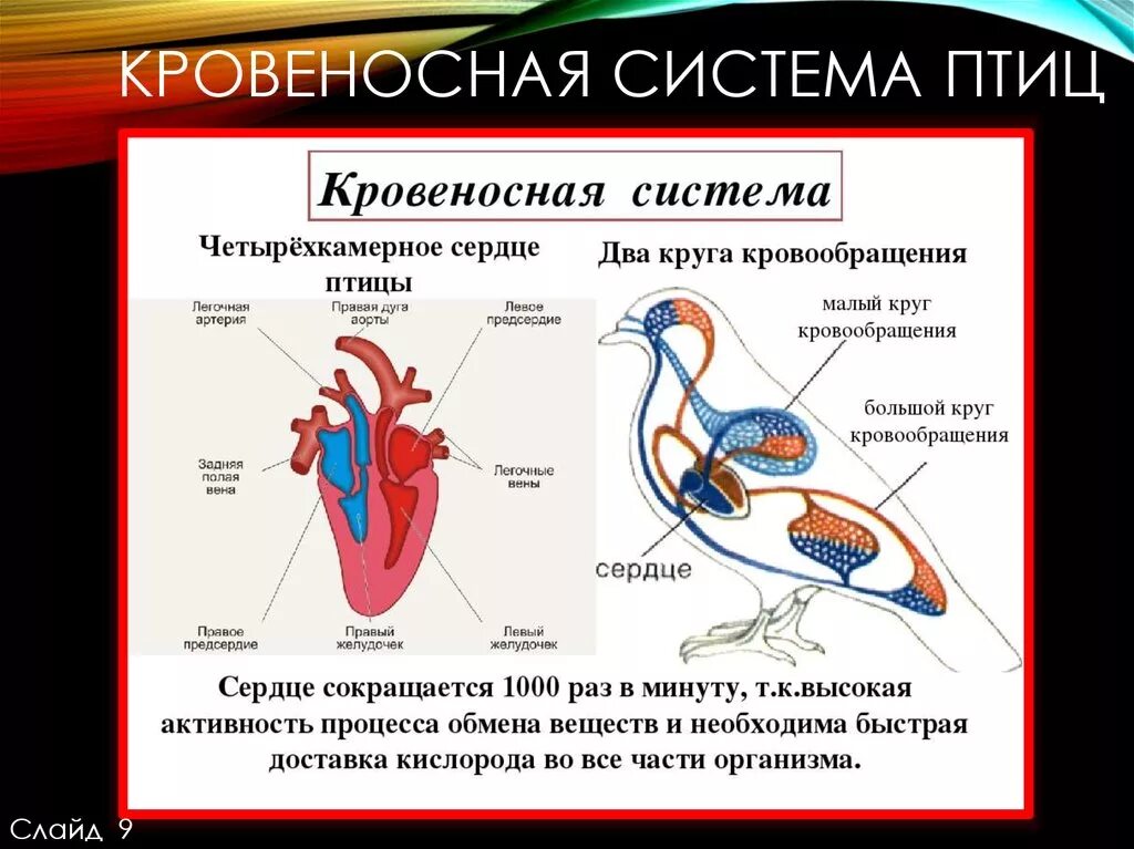 Кровеносная система птиц замкнутая. Кровеносная система птиц 7 класс биология. Строение кровеносной системы птиц. Кровеносная система птиц схема. Схема строения кровеносной системы птиц.