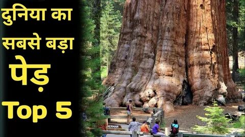 Үлкен сүйір сиськи