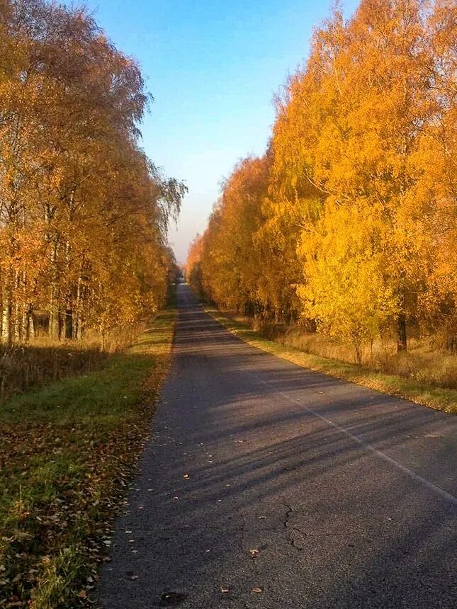 Аллея на Красноборской Ярославль. Красноборская Долина. Красноборская Смоленск. Красноборская дорога 77/1 фотографии.