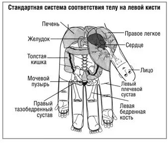 Кисть печень и сердце на теле человека