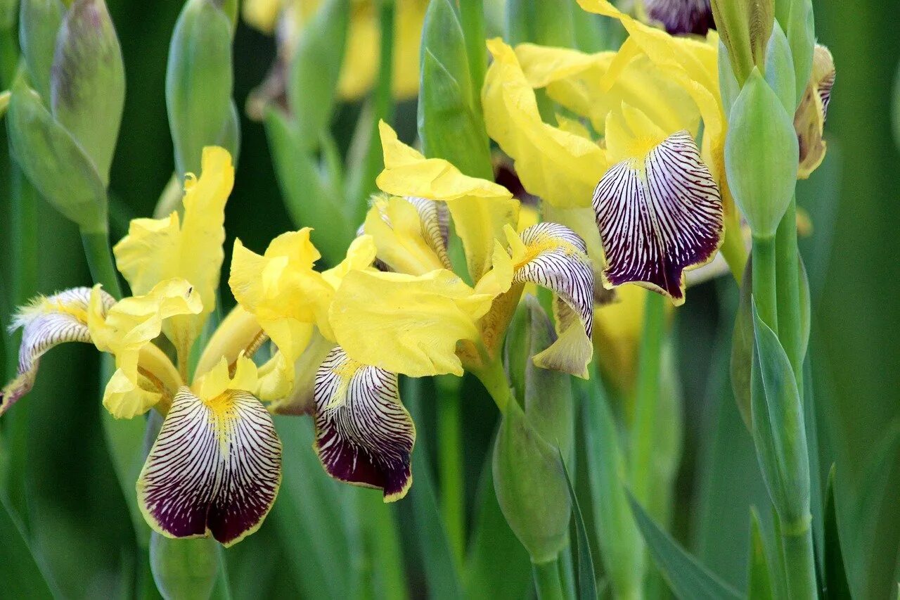 Iris des