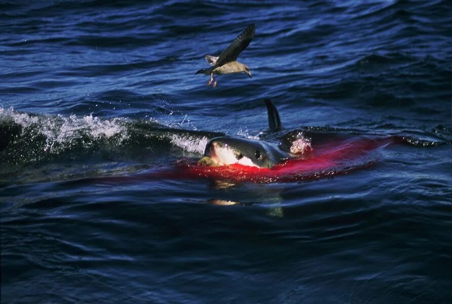 Нападение дельфинов. Касатки нападают на акул. Касатки нападают на дельфинов.