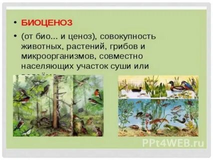 Биоценоз роль животных