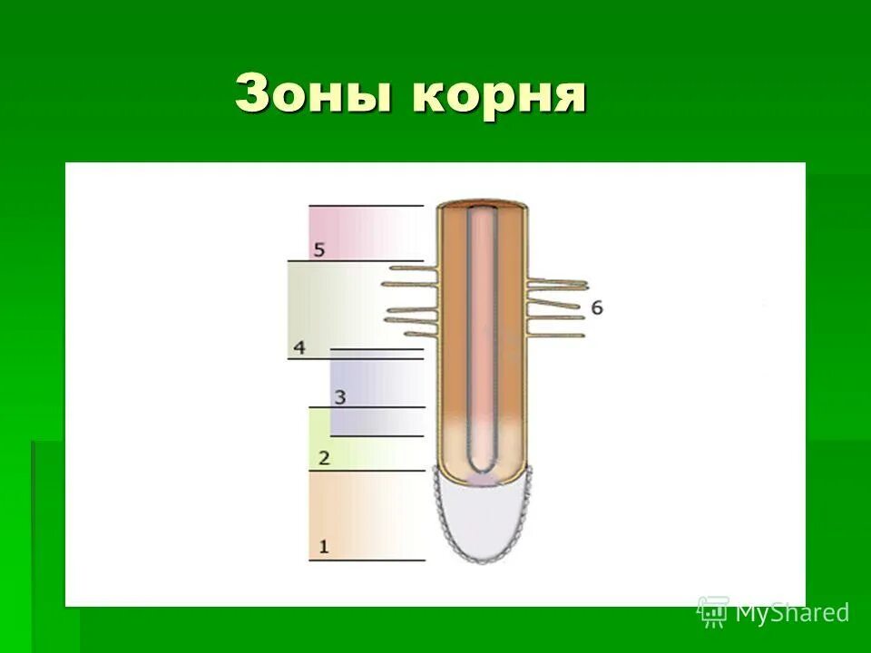 Воздушное питание корня. Почвенное питание растений схема. Воздушное и почвенное питание. Зоны корня. Почвенное и воздушное питание растений.