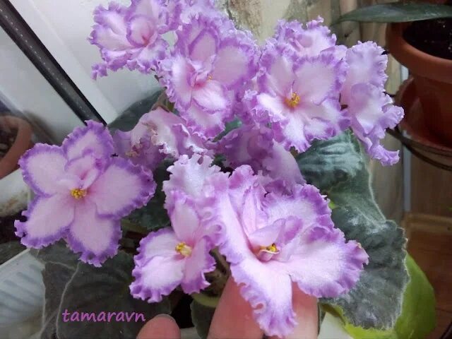 Фиалка мюзикл. Ле мюзикл фиалка. Фиалка рс мюзикл. Фиалка рс модельер. Сорт фиалок рс- мюзикл.
