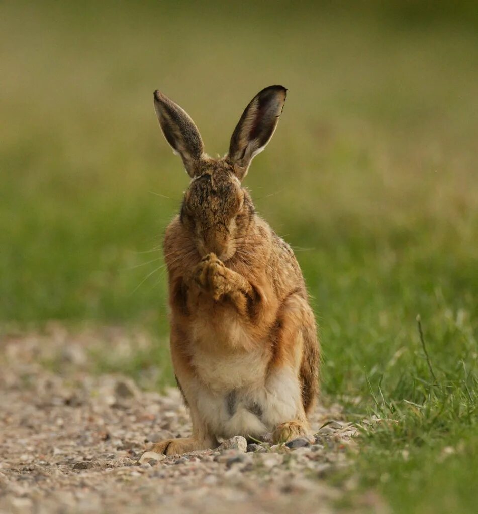 арктический заяц беляк. верный заяц. толай беляк русак. зайцеобразные беляк. верный заяц.
