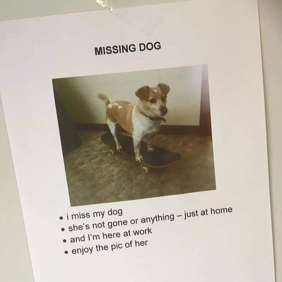 Where is her dog. Missing Dog. A Dog is missing. Missing Dog ad. She is my Dog или is my Dog.