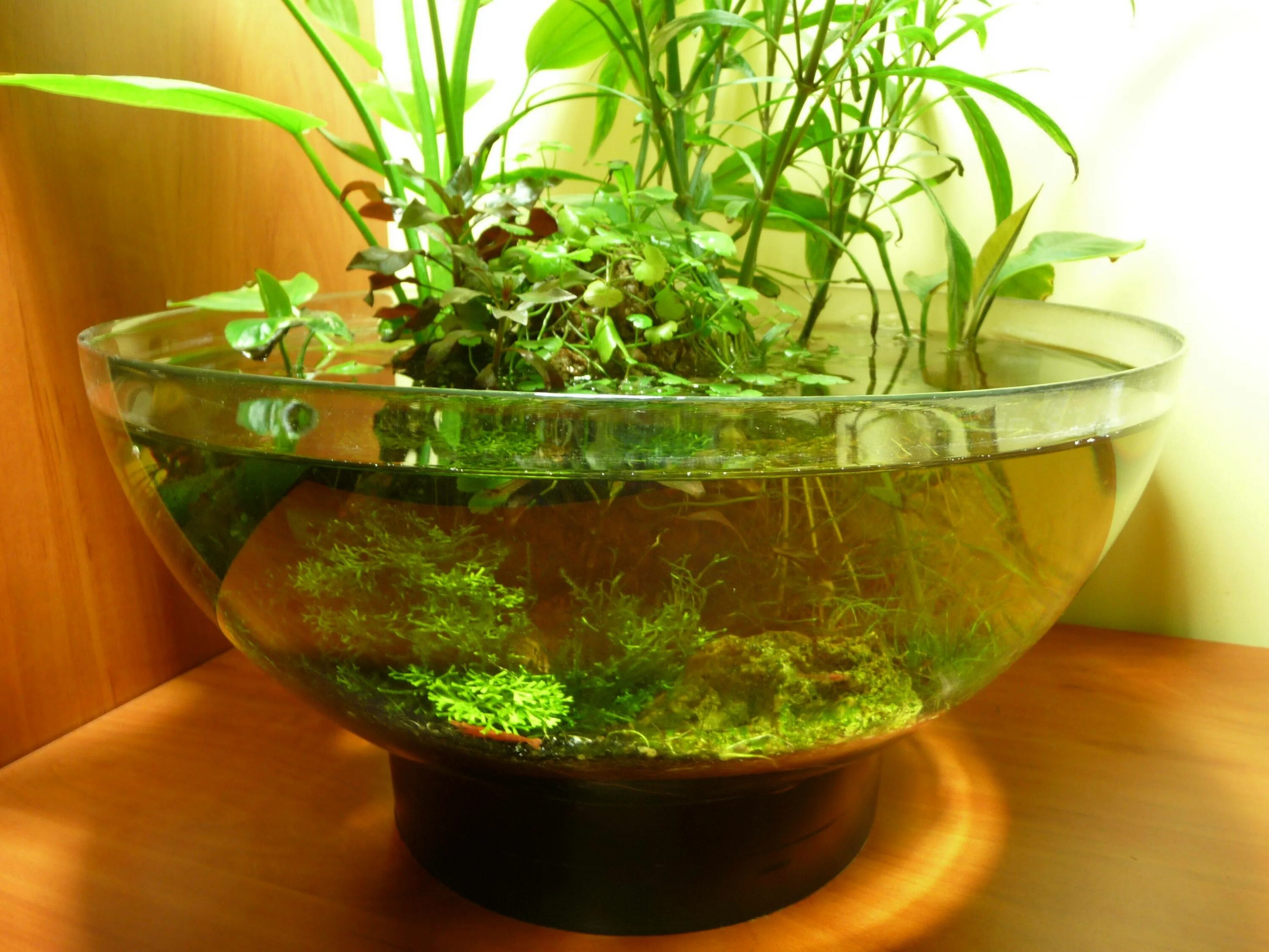 Стеклянное кашпо для аквариумных растений. Комплект "аквапоника" aqualnel-200. Горшочек в аквариум. Растения для аквариума. Аквариум для цветов.