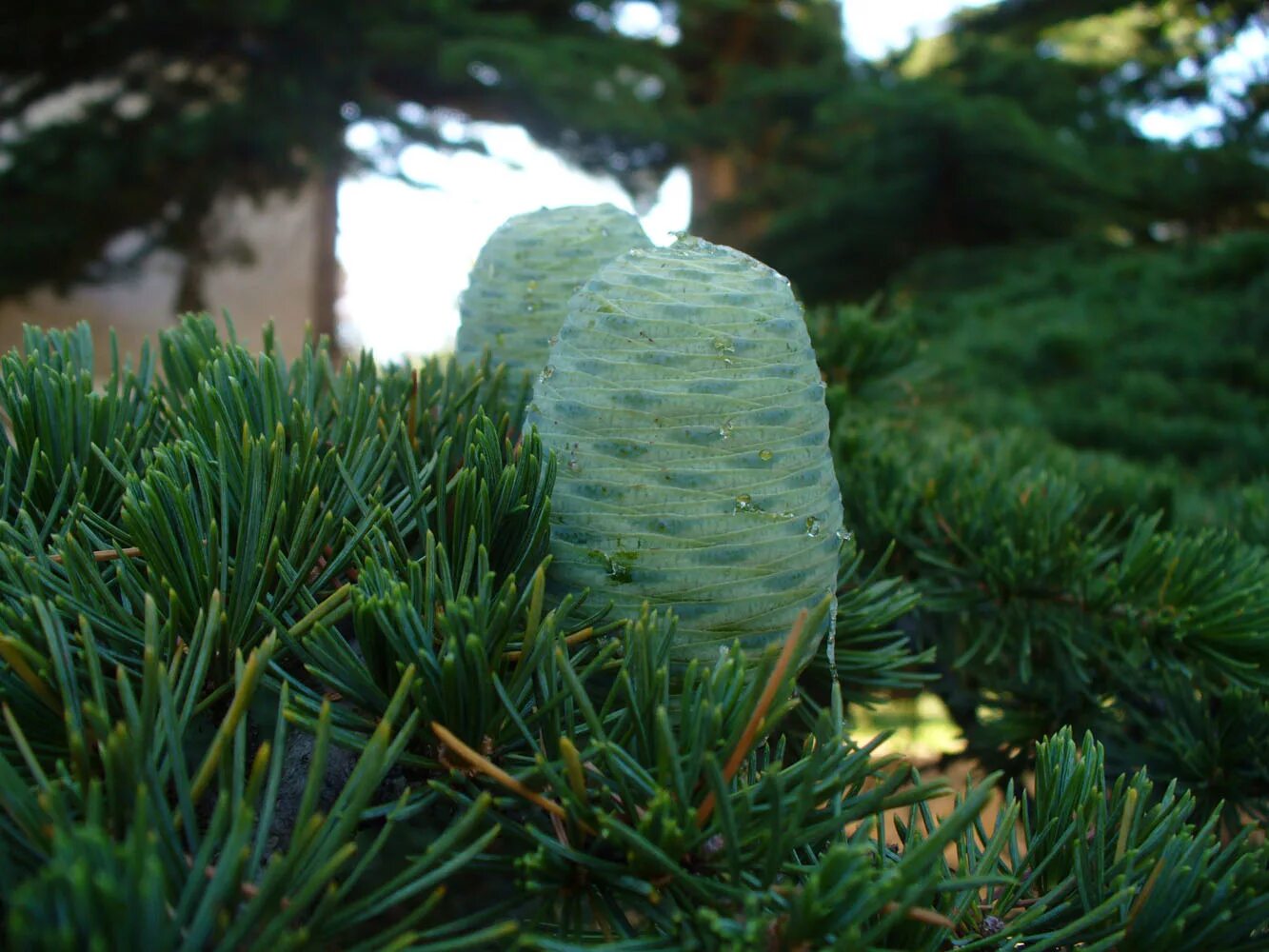 Кедр аргоновые. Cedrus libani шишка. Пихта ливанский кедр. Крымский кедр. Кедр ливанский, Гималайский Сибирский.