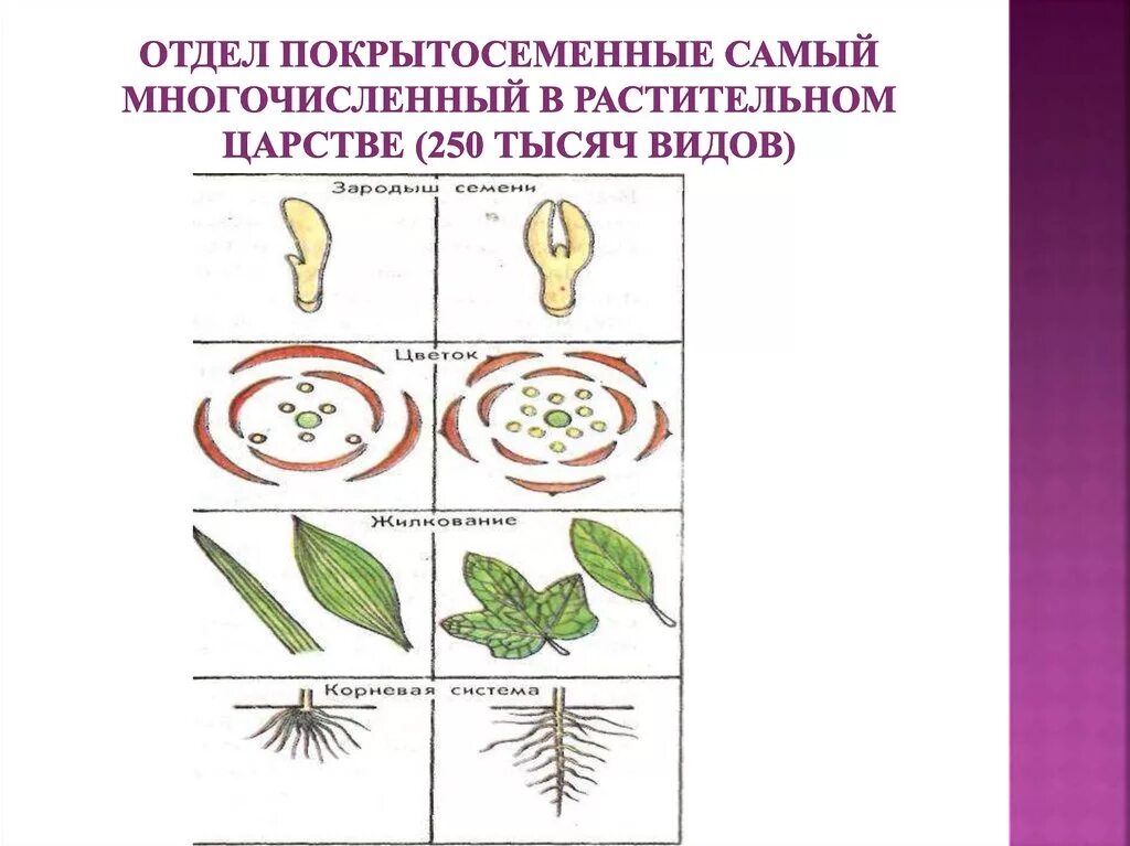 Сколько покрытосеменных. Классификация покрытосеменных растений схема. Систематика отдела Покрытосеменные. Классификация семейств покрытосеменных. Семейства покрытосеменных растений схема.