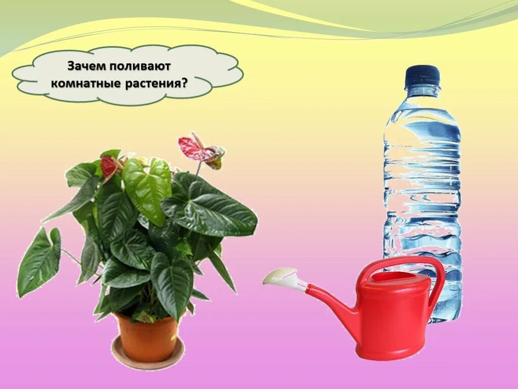Поливать комнатные растения. Зачем поливать растения. Комнатные растения 1 класс окружающий мир. Мемы про комнатные цветы.
