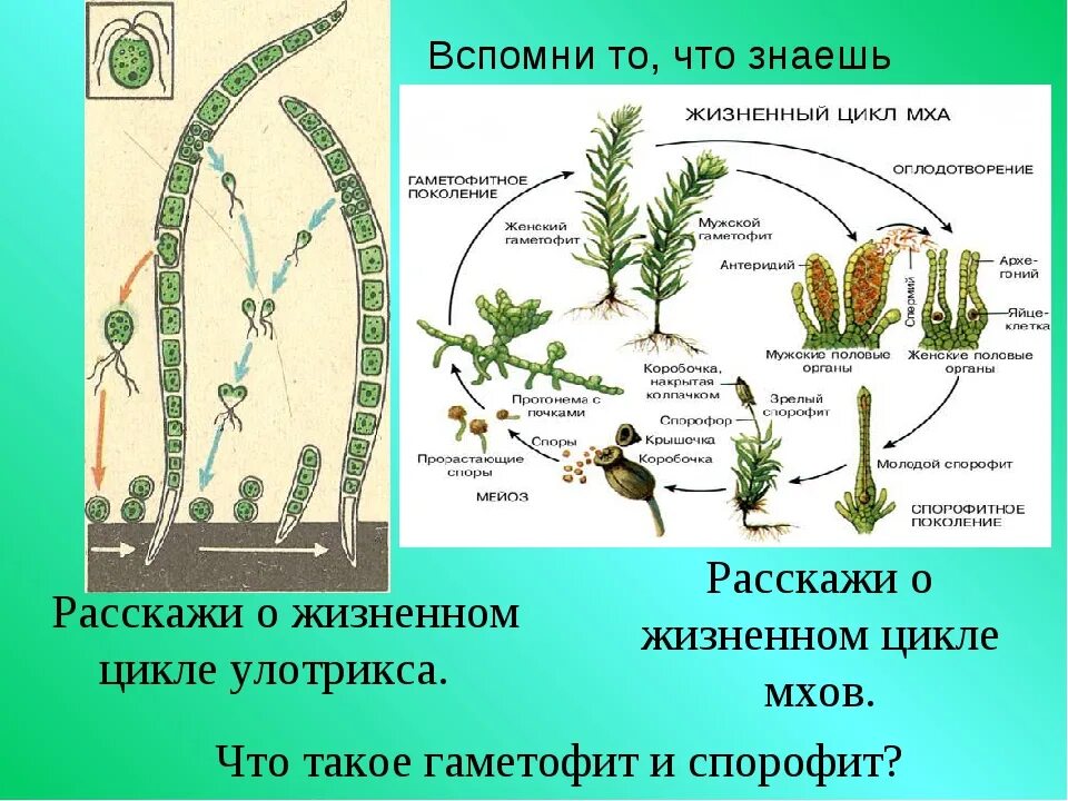 Жизненные циклы высших споровых. Жизненный цикл мха сфагнума. Цикл развития споровых растений. Жизненный цикл споровых растений хвощи. Жизненные циклы растений мхи.