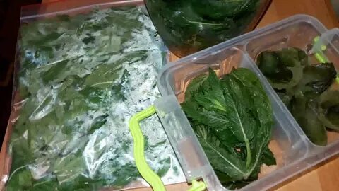 Сушить или морозить мяту