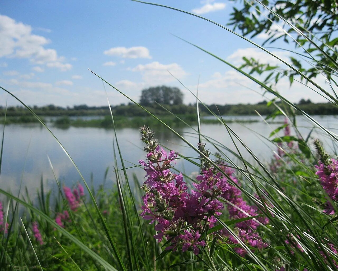 Луговые водные прибрежные растения. Полевые цветы у озера. Цветущие травы у реки. Трава у реки. Растения на берегу реки.