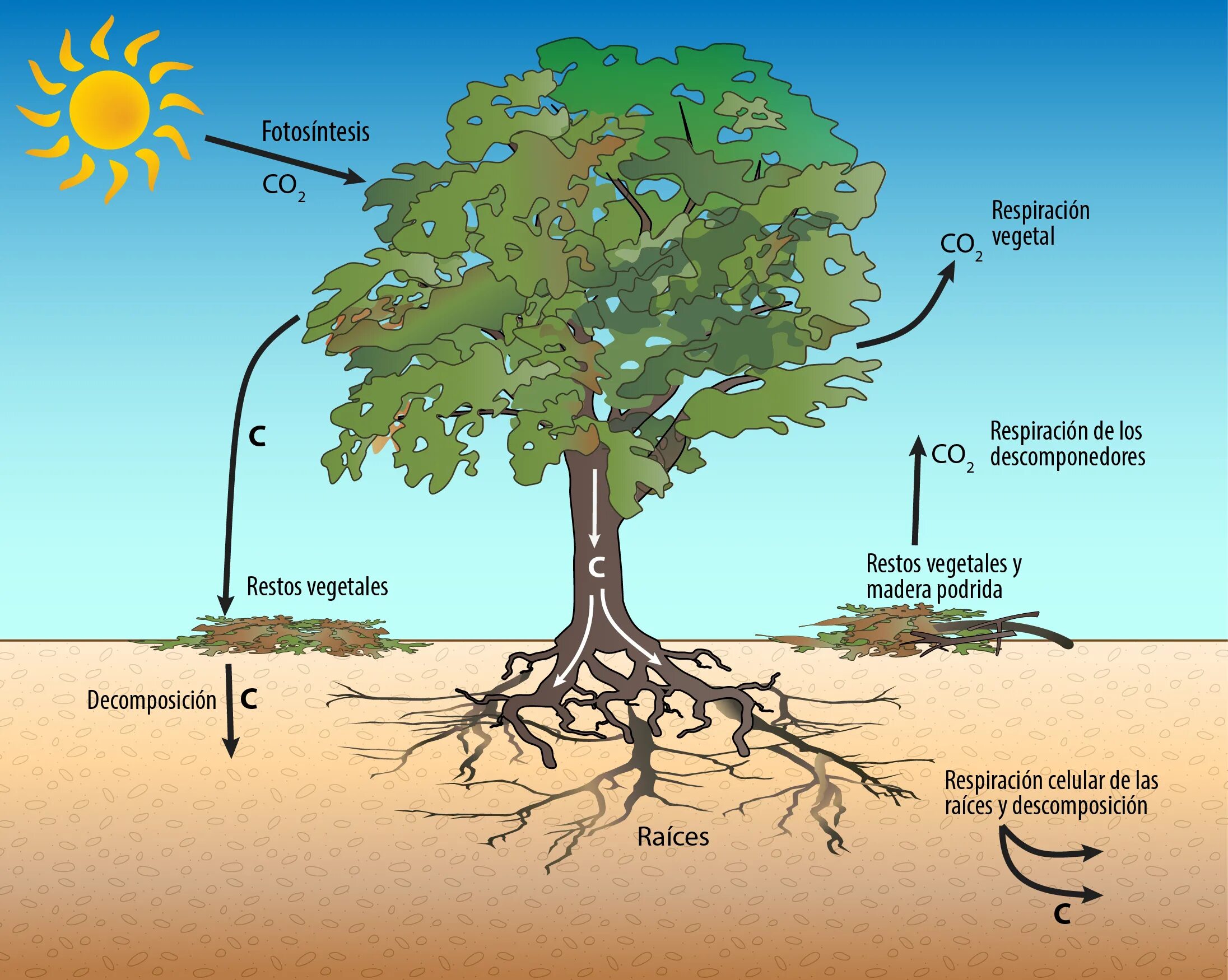 Carbon plants. Фотосинтез дерева. Цикл дерева. Plant respiration. Фотосинтез картинка с деревом.