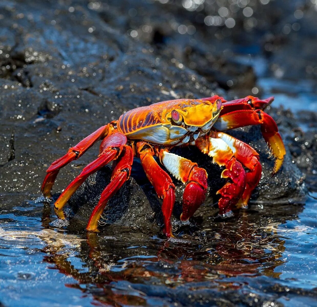 Составит крабах. Grapsus Grapsus краб. Австралийский пальмовый краб. Краб Скалистый. Пальмовый краб паук.