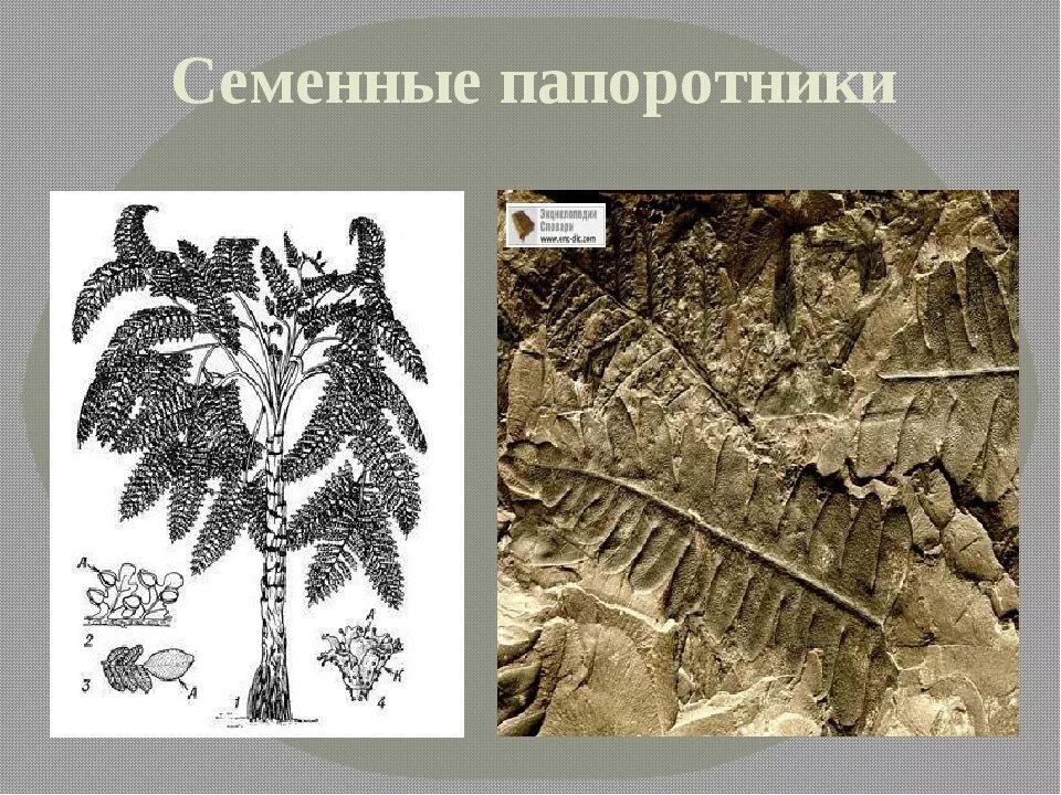 Семенные папоротники Триасового периода. Палеозойские семенные папоротники. Медуллоза Ноэ. Мезозойские семенные папоротники. Значение древних папоротниковидных в природе