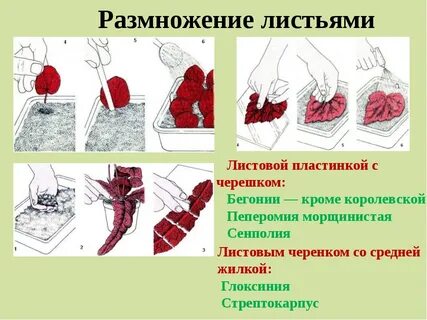 Черенкование бегонии вегетативной