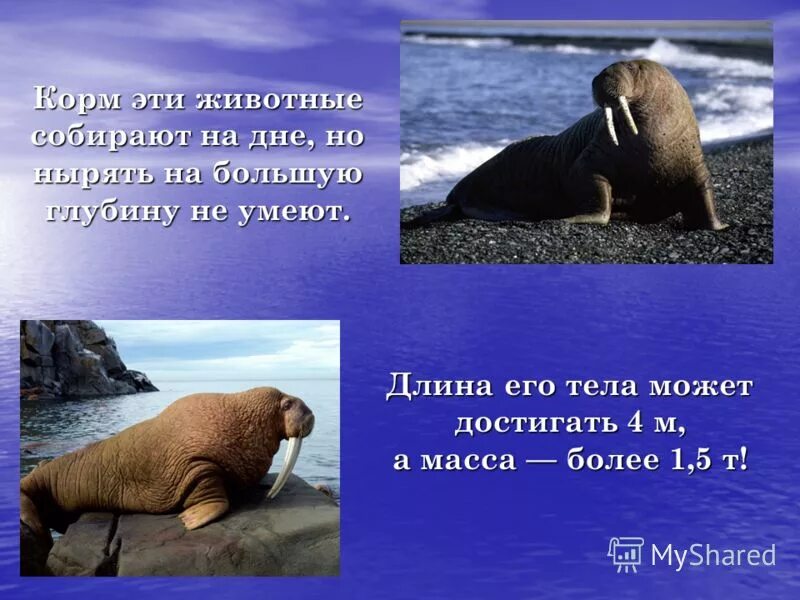 Окружающий мир 1 класс животные холодных районов. Мир животных холодных районов. Интересные факты о животных холодных стран. О животном мире холодных районов. Животные из холодных районов.