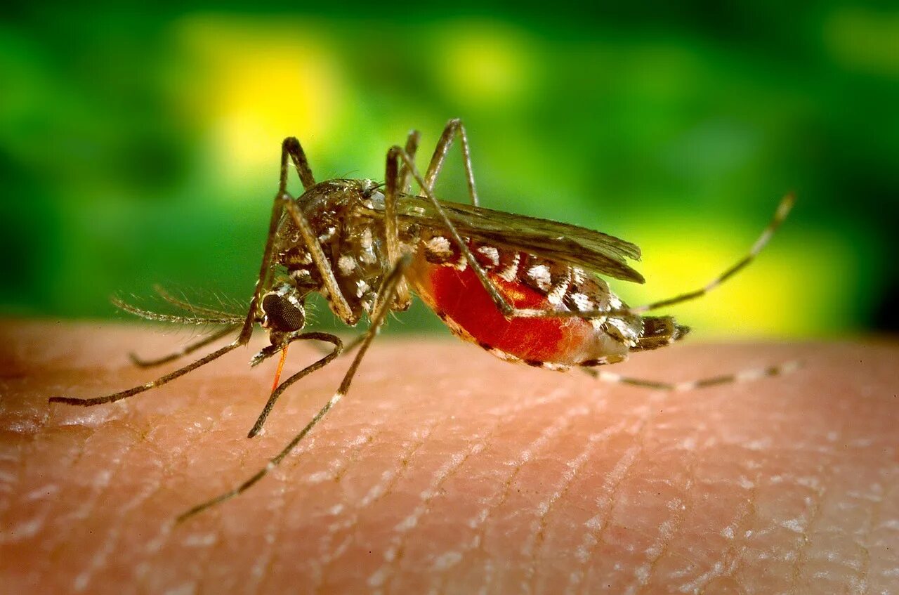Переносчики опасных заболеваний. Комар Денге. Москиты и малярийные комары. Малярийный Москит. Aedes aegypti комар.