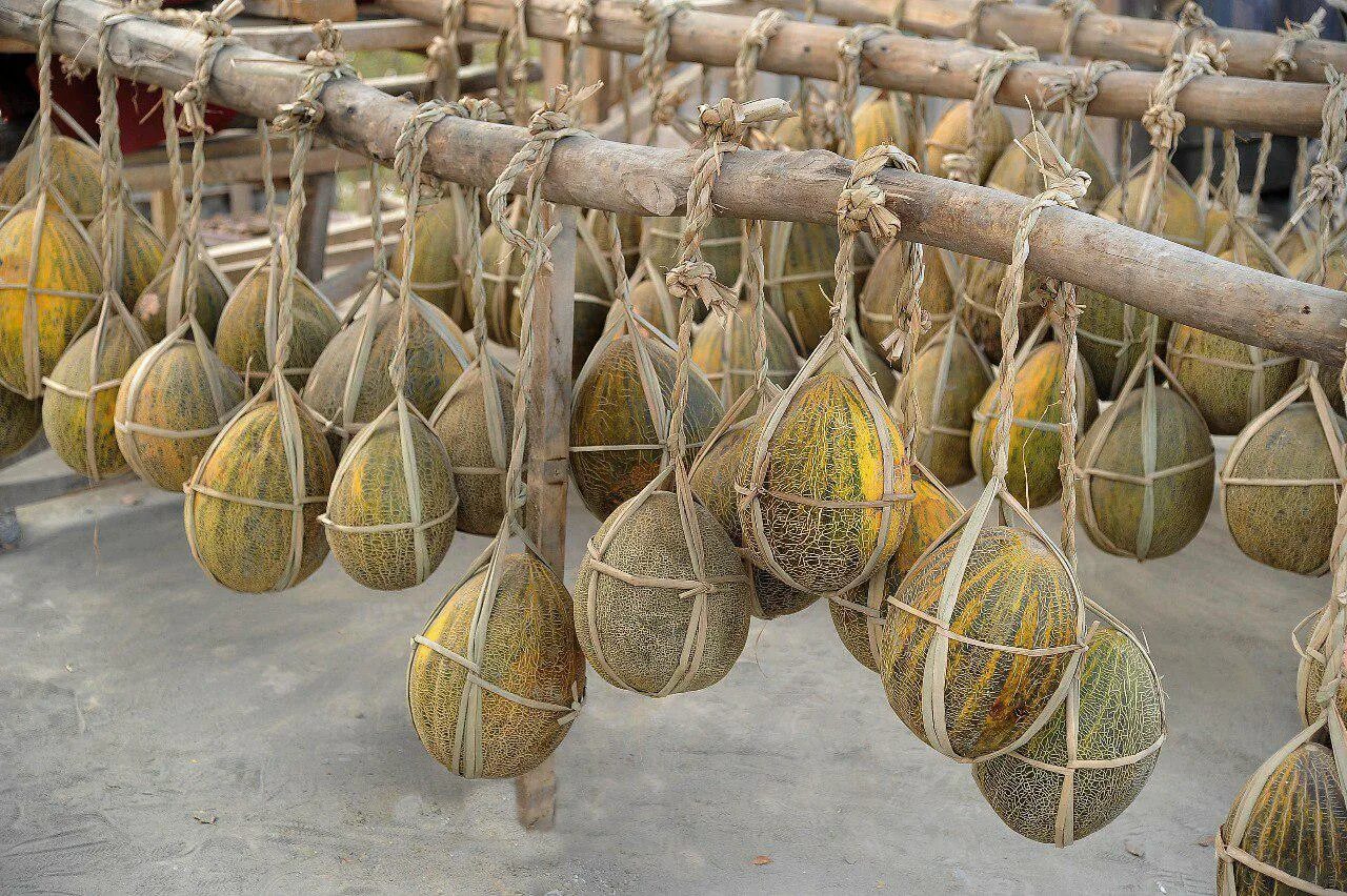 Дыня как хранить. Дыня кабасса. Дыня подвешенная. Дыня как хранить. Зимняя дыня узбекистан.