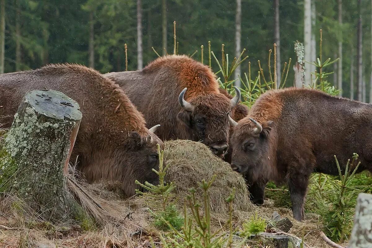 Зубры бобры. Беловежская пуща заповедник. Беловежский ЗУБР. Беловежская пуща бизоны. Беловежская пуща заповедник животные.