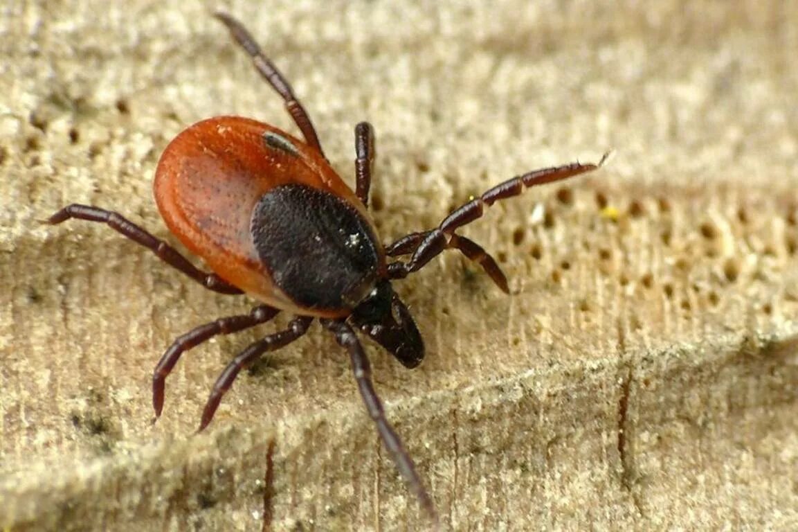 Клещи в хвойном лесу. Лесной клещ Ixodes Ricinus. Собачий клещ Ixodes Ricinus. Ixodes Ricinus (Европейский Лесной клещ. Иксодес рицинус клещ.