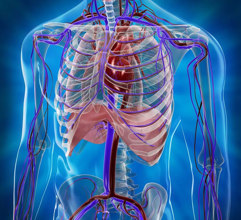 Страх органов человека. Кровеносная система грудной клетки. Кровеносная система грудной клетки человека. Кровеносная система человека 3d. Кровеносная система человека анатомия грудная.
