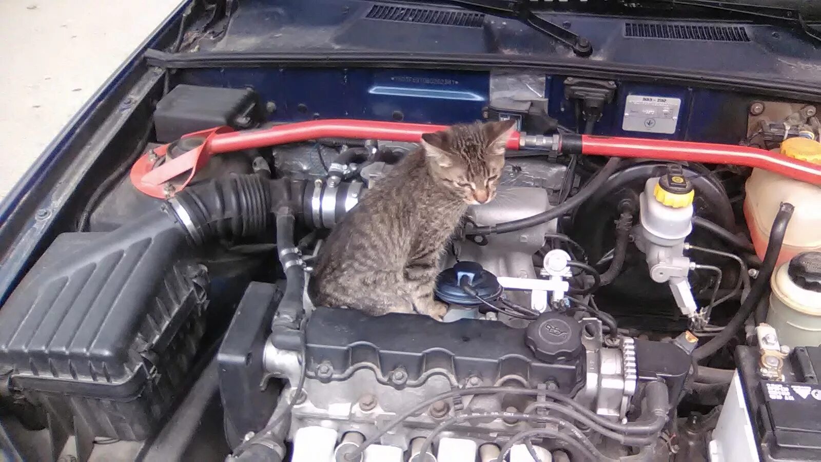 Кошка под капот. Животные под капотом. Коты под капотом. Кошка под капотом машины. Лиса под капотом.