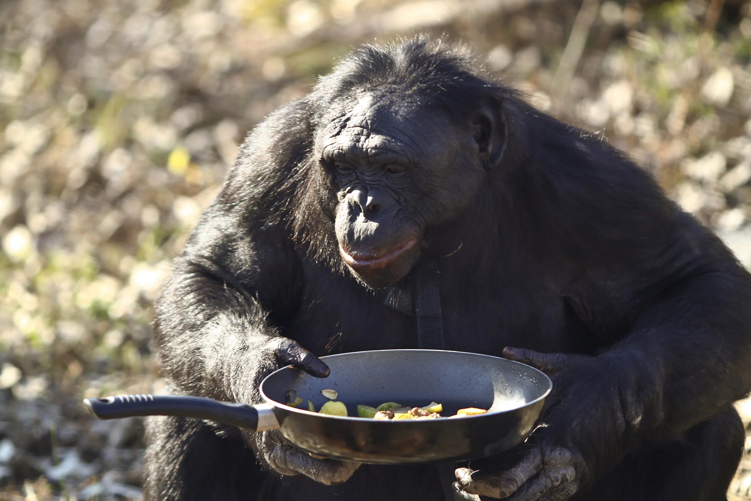 Обезьяна потом. Бонобо Канзи. Бонобо обезьяна. Шимпанзе бонобо. Горилла Канзи.