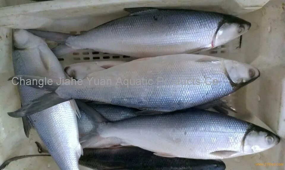 милк фиш рыба. молочная рыба 5. ханос рыба. милк фиш рыба. рыба молочный ханос.