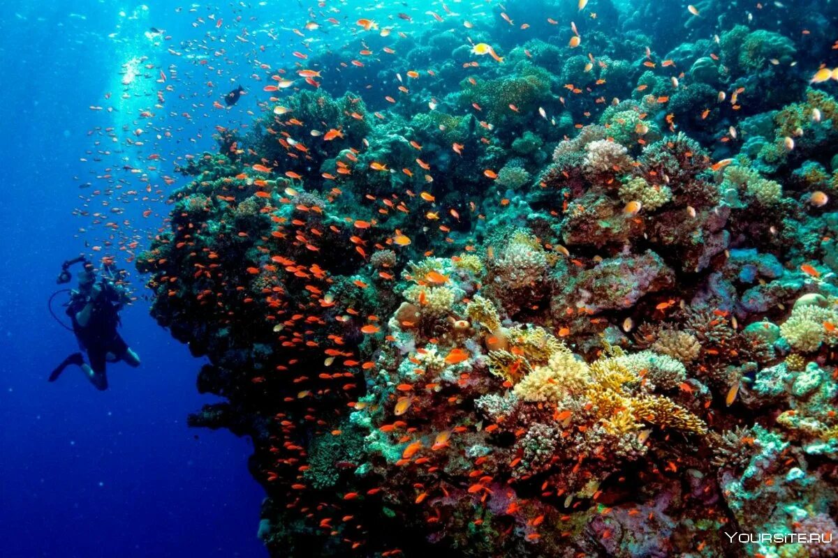 Great barrier reef corals. Большой Барьерный риф Австралия. Коралловый Барьерный риф в Австралии. Риф Нингалу Австралия. Коралловый риф в Шарм Эль Шейхе.