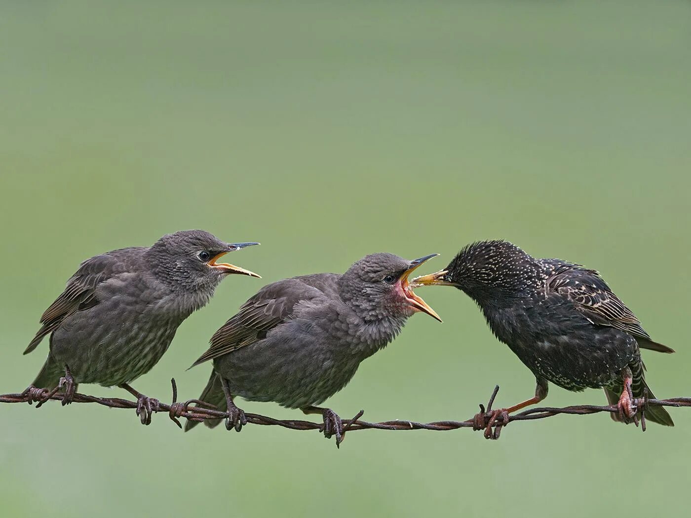 Everything in the World Starling. The Starling Results meaning. Starlings meaning. Crowd Birds photo.