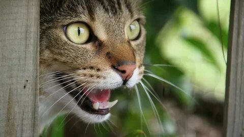 Слушать мяуканье кота живой звук для кошки