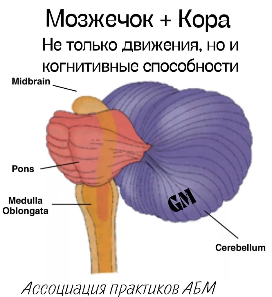 Мозжечок (cerebellum). Pons cerebellum. Мозжечок снаружи. Мозжечок рисунок. В задний мозг входит мозжечок