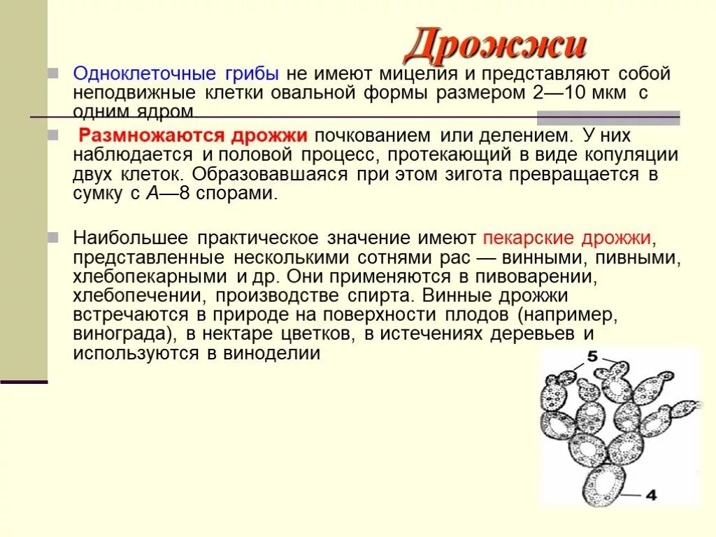 Дрожжи грибы. Дрожжи одноклеточные грибы. Дрожжи относят. Дрожжи царство грибов.