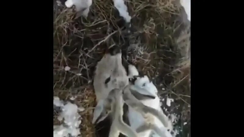 спасенный олень