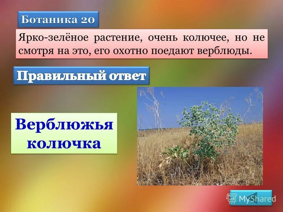 Верблюд ест колючки. Животные которые живут в пустыне. Верблюд в пустыне. Укажи растение которое охотно поедают верблюды. Верблюд ест траву.
