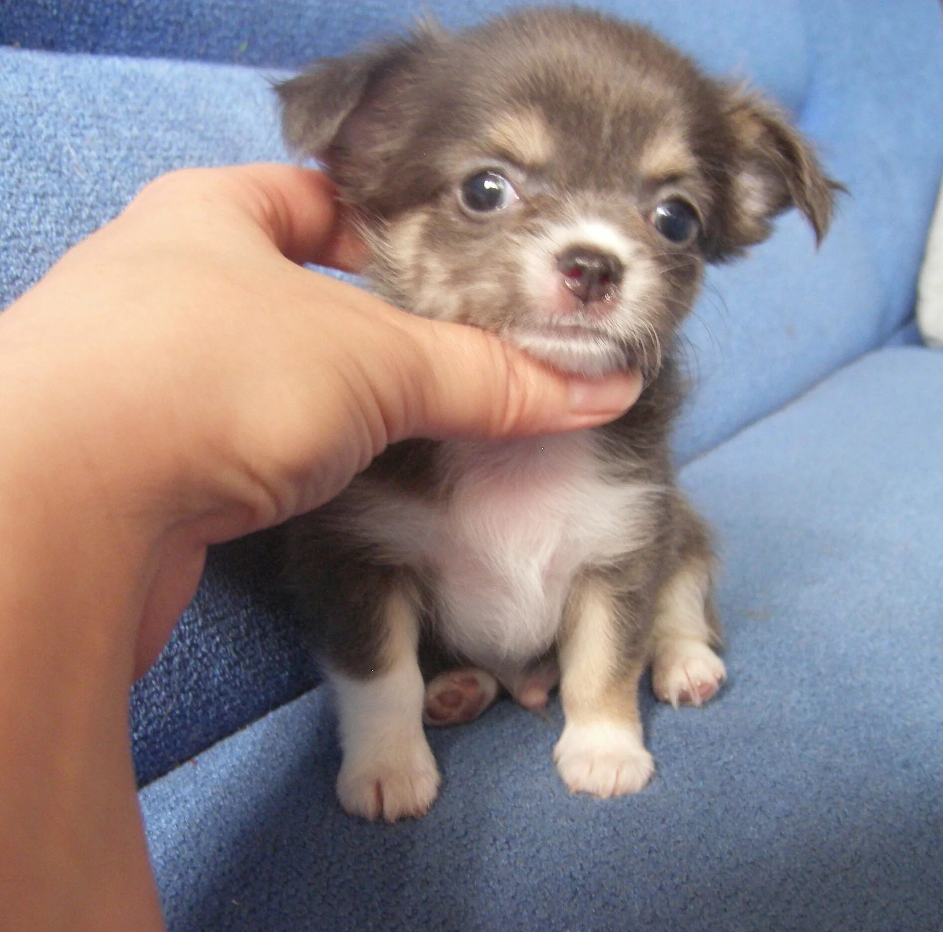 Авито собачку в добрые руки. Четырехнедельные щенки чихуахуа. Щенок чихуахуа 1 месяц. Маленькие породистые щенки. Маленькие собачки даром.