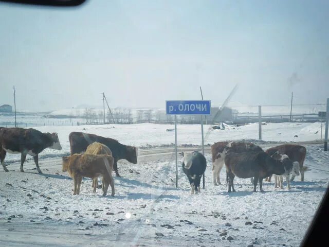 Погода нер завод. Нер-завод Забайкальский край Олочи. Село Олочи Забайкальский край. Село нер завод заб край. Нерчинский завод Забайкальский край.